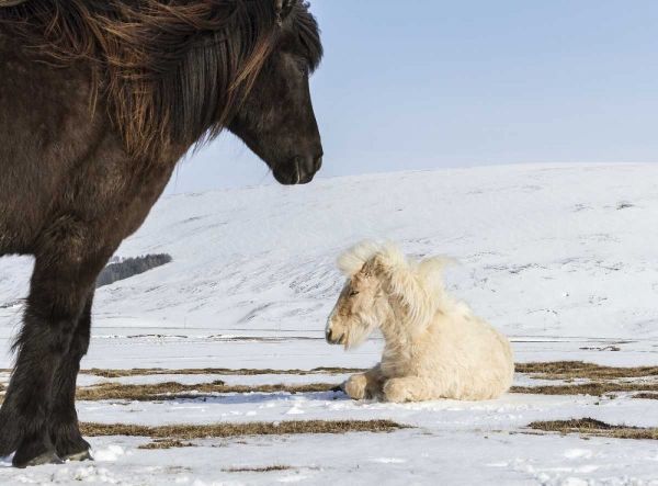 Iceland Icelandic horses